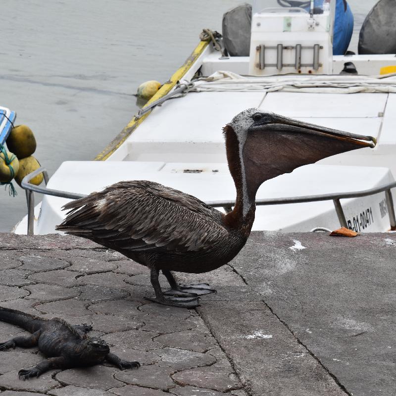 Pelican et iguane